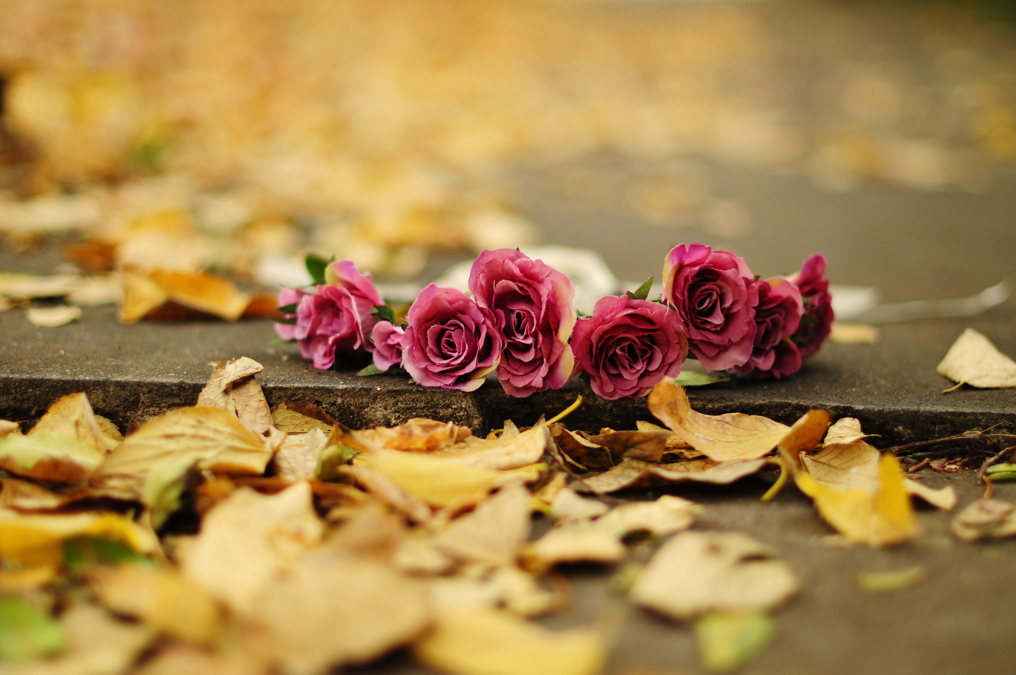 flower, Rose, Roses, Roses, Leaves, Yellow, Earth, Autumn, Bokeh Wallpaper