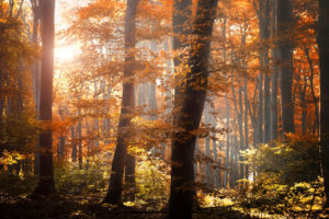 forest, Autumn, Foliage, Trees, Leaves, Orange, Yellow, Light, Nature