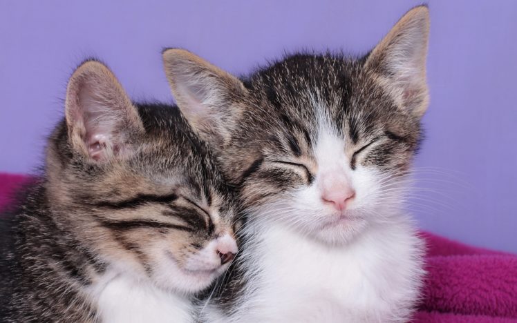 kittens, Sleeping, Kids, Sleep HD Wallpaper Desktop Background
