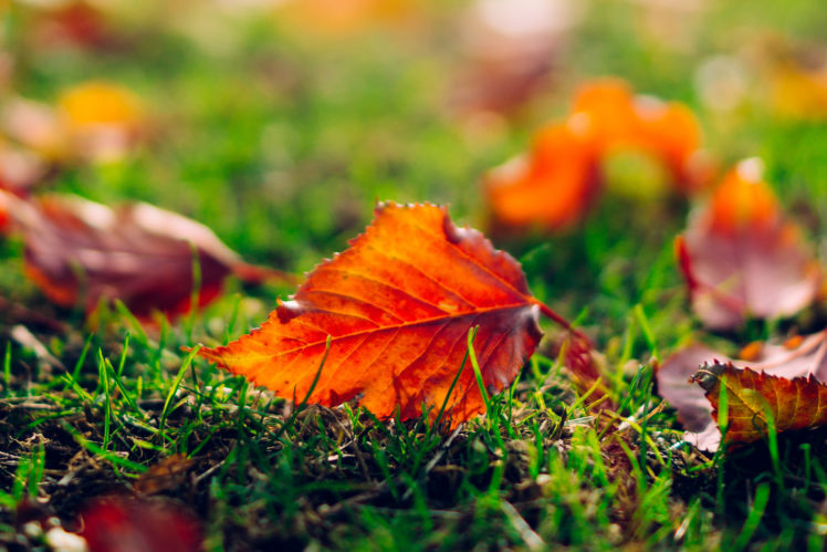 leaf, Leaves, Orange, Grass, Nature, Macro, Autumn, Bokeh HD Wallpaper Desktop Background