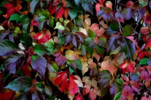 leaves, Colorful, Autumn