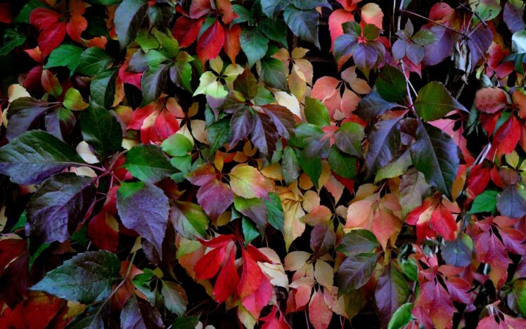 leaves, Colorful, Autumn HD Wallpaper Desktop Background