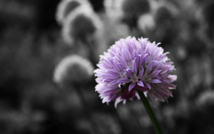 nature, Flowers, Purple, Macro, Selective, Coloring HD Wallpaper Desktop Background