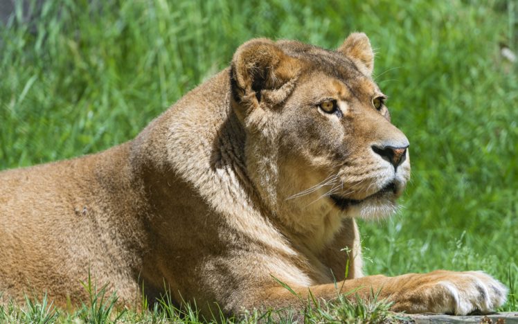 lion, Wild, Cat HD Wallpaper Desktop Background