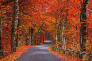 nature, Autumn, Trees, Foliage, Road, Sweden