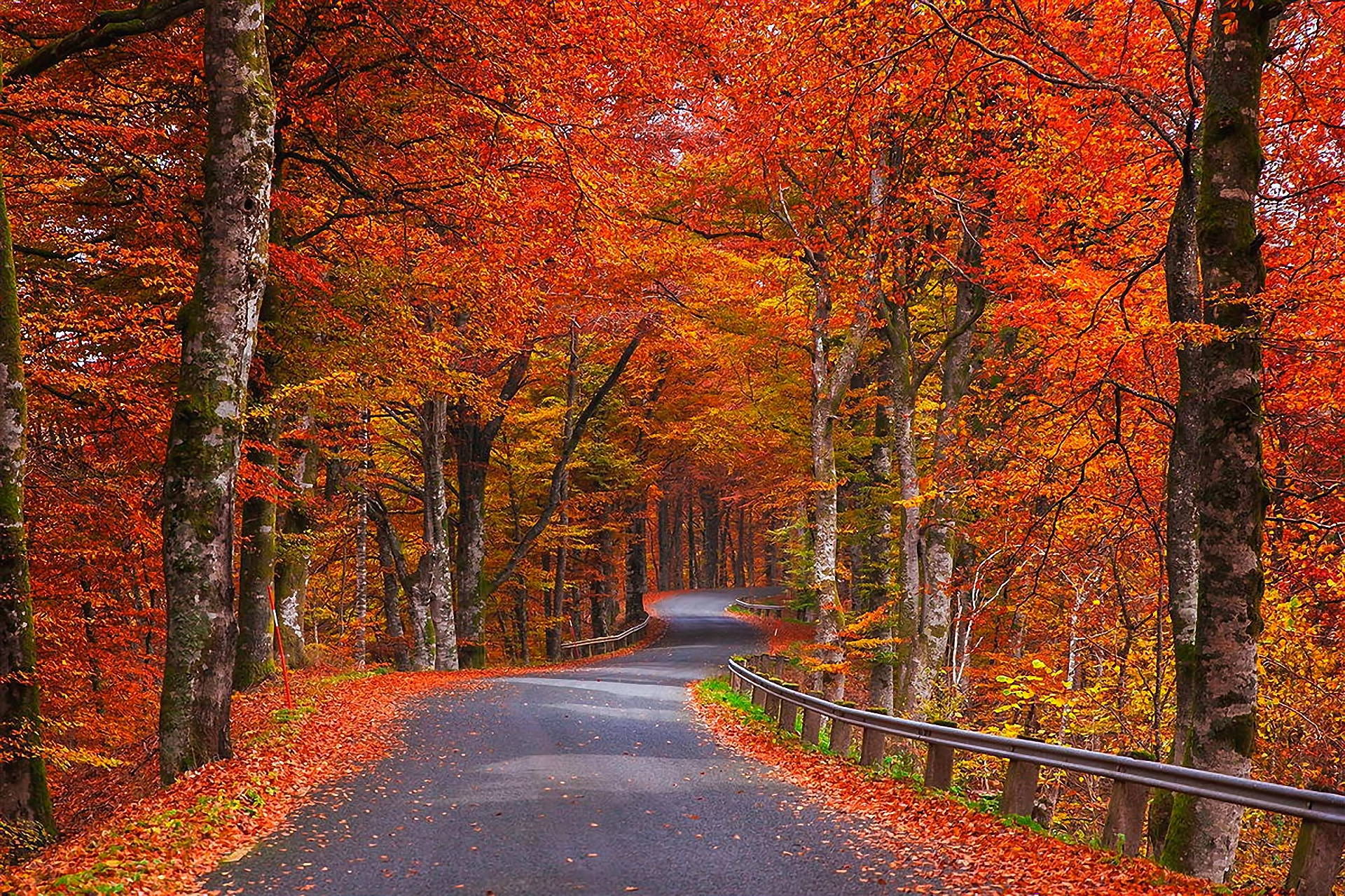 nature, Autumn, Trees, Foliage, Road, Sweden Wallpaper