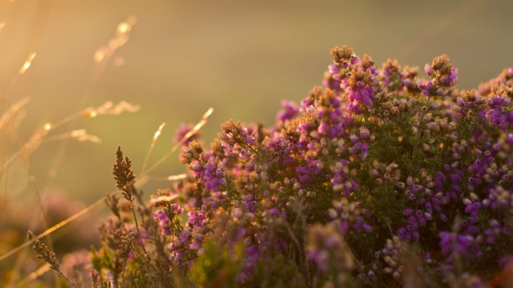 nature, Macro, Flowers, Bokeh HD Wallpaper Desktop Background