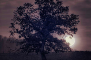 nature, Tree, Night, Moon