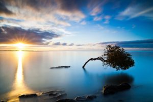 sunset, Trees, Seas, Seascapes, Skyscapes