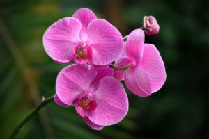 orchid, Macro, Exotic, Rh