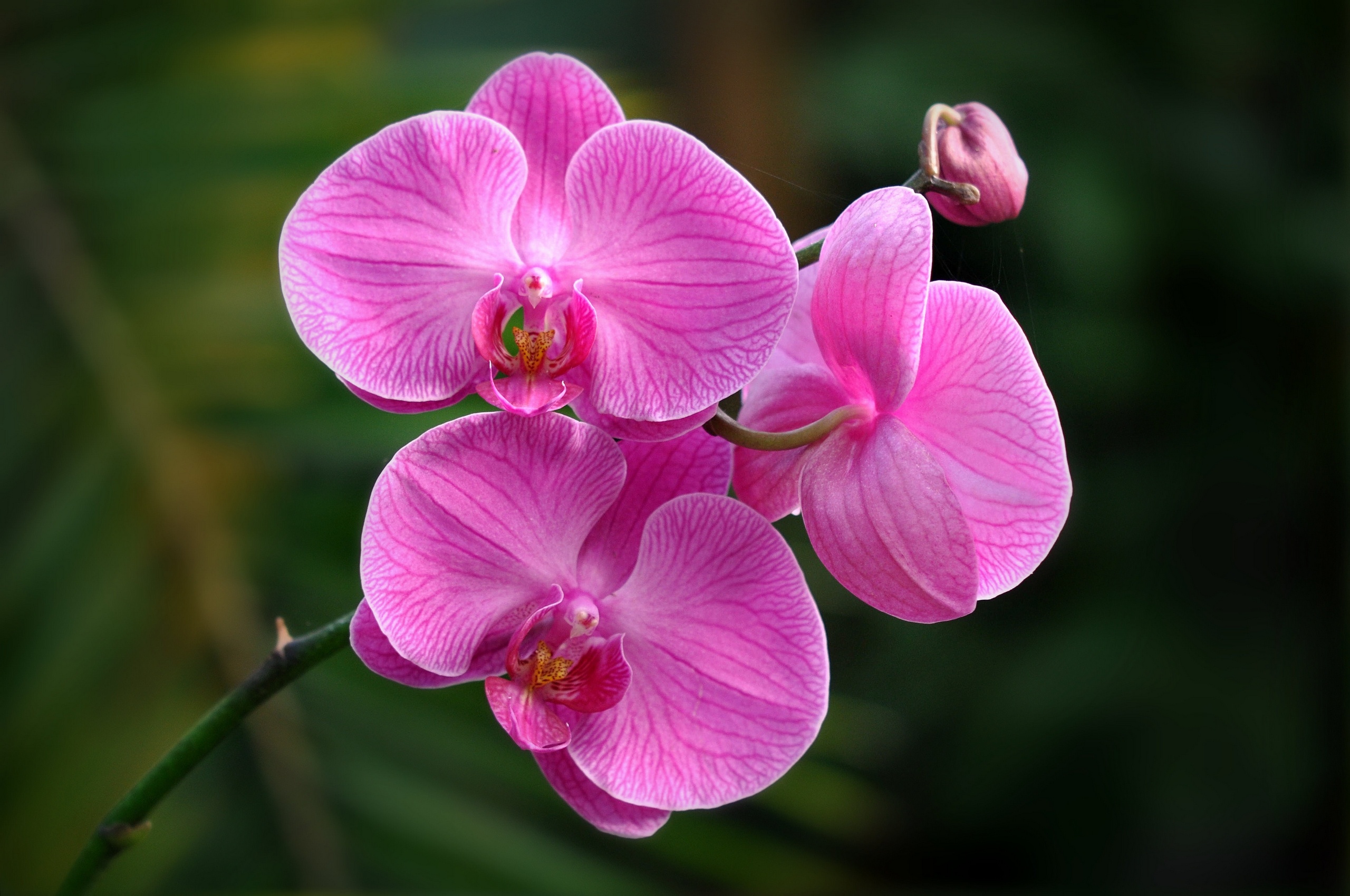 orchid, Macro, Exotic, Rh Wallpaper