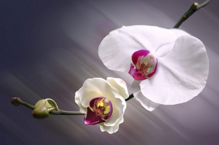 orchid, Macro, Exotic, Bokeh HD Wallpaper Desktop Background