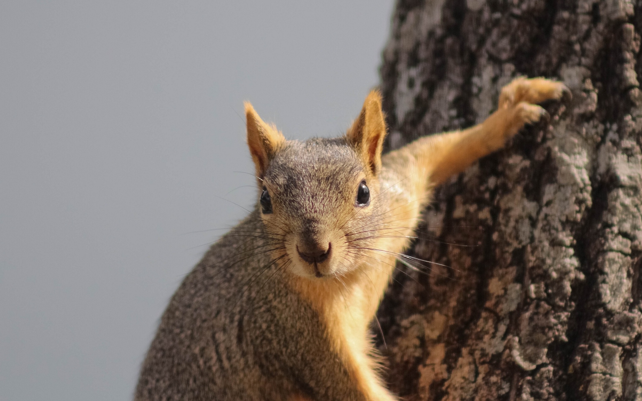 red, Curious, Squirrel Wallpaper