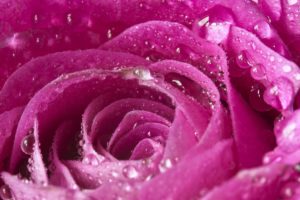 rose, Pink, Petals, Drops, Macro, Bokeh