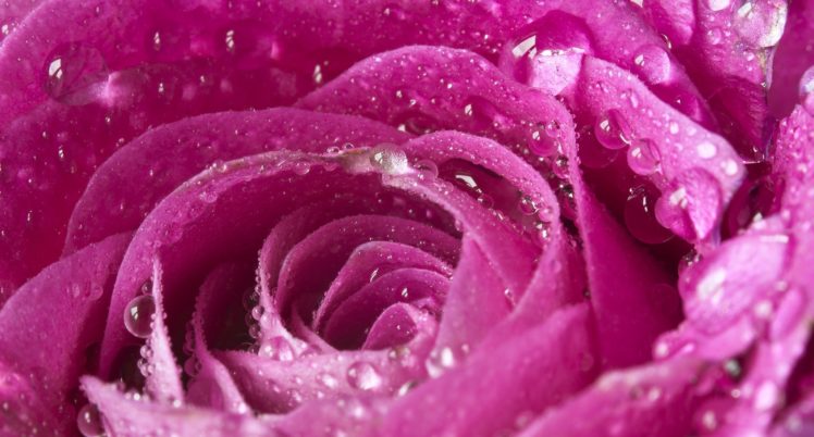 rose, Pink, Petals, Drops, Macro, Bokeh HD Wallpaper Desktop Background