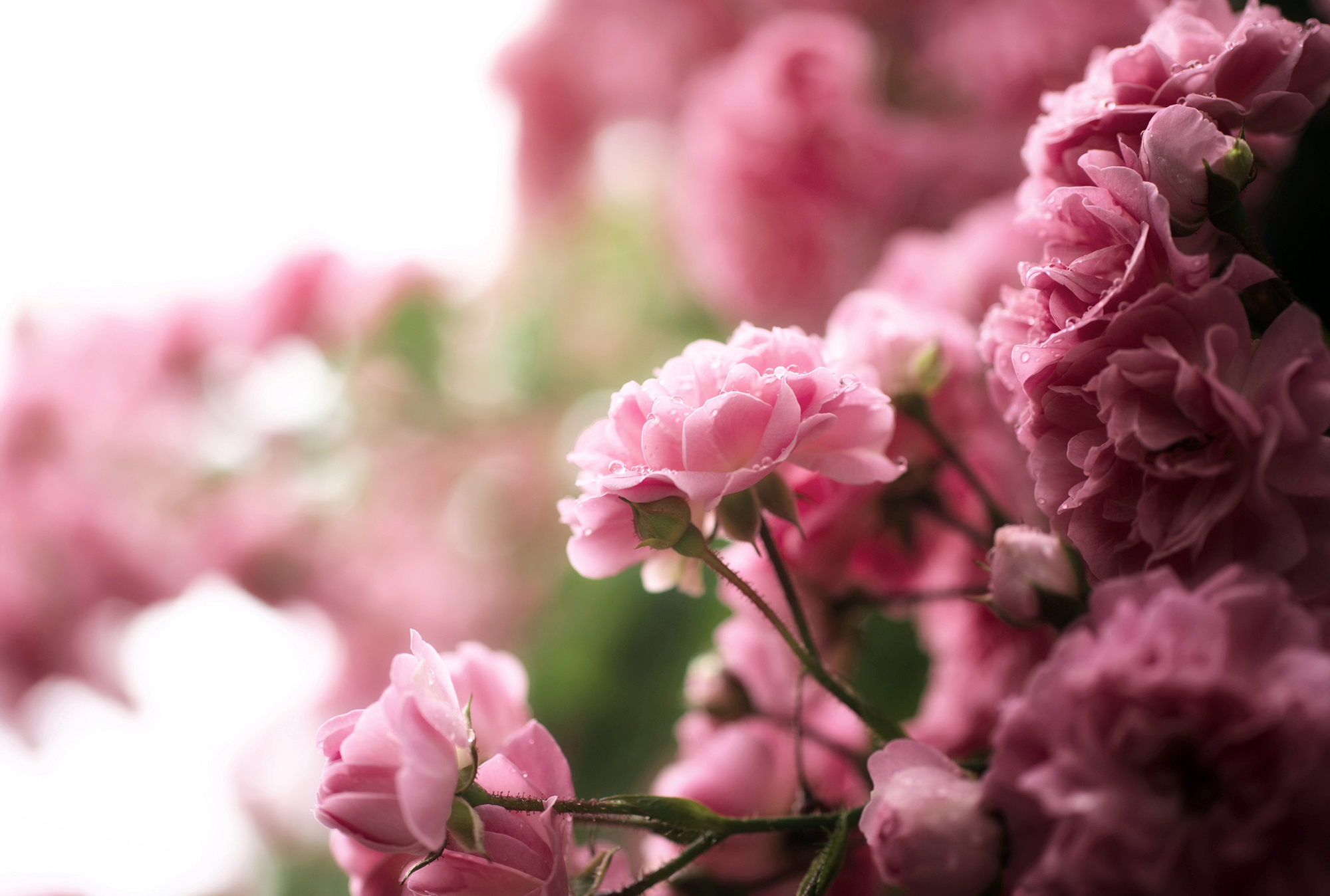 rose, Tea, Flowers, Pink, Drops, Bush, Nature, Bokeh Wallpaper