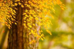 tree, Autumn, Leaves, Nature, Bokeh