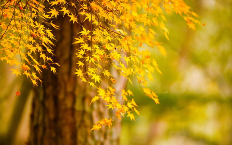 tree, Autumn, Leaves, Nature, Bokeh Wallpapers HD / Desktop and Mobile ...