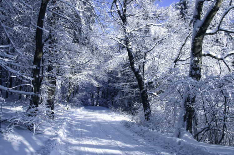 trees, Frost, Forest, Road, Snow, Winter HD Wallpaper Desktop Background