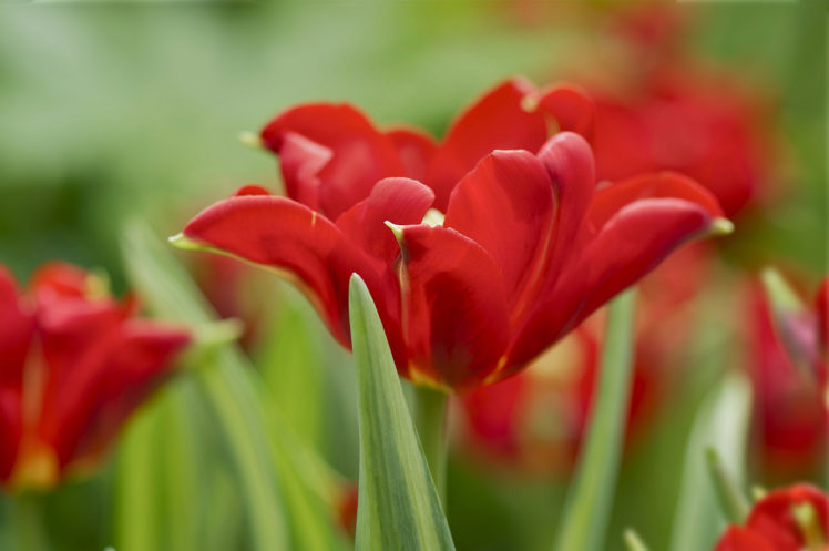 tulips, Macro, Petals, Bokeh HD Wallpaper Desktop Background
