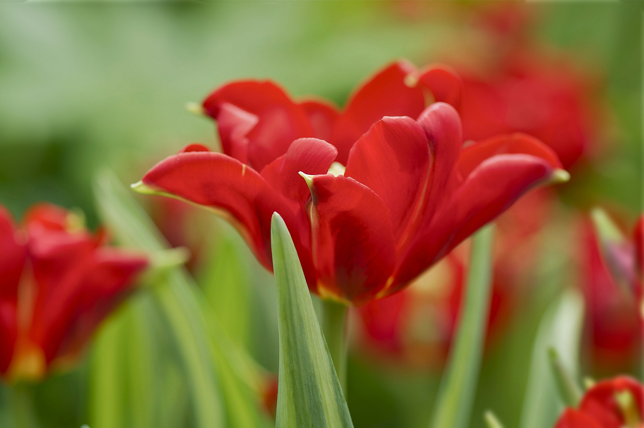 tulips, Macro, Petals, Bokeh Wallpaper
