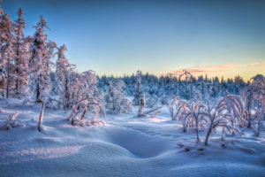 winter, Trees, Forest, Snow, Landscape