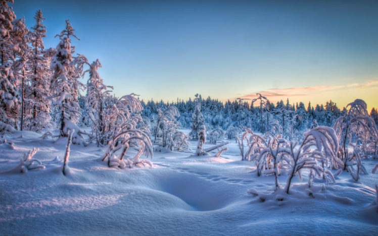 winter, Trees, Forest, Snow, Landscape HD Wallpaper Desktop Background