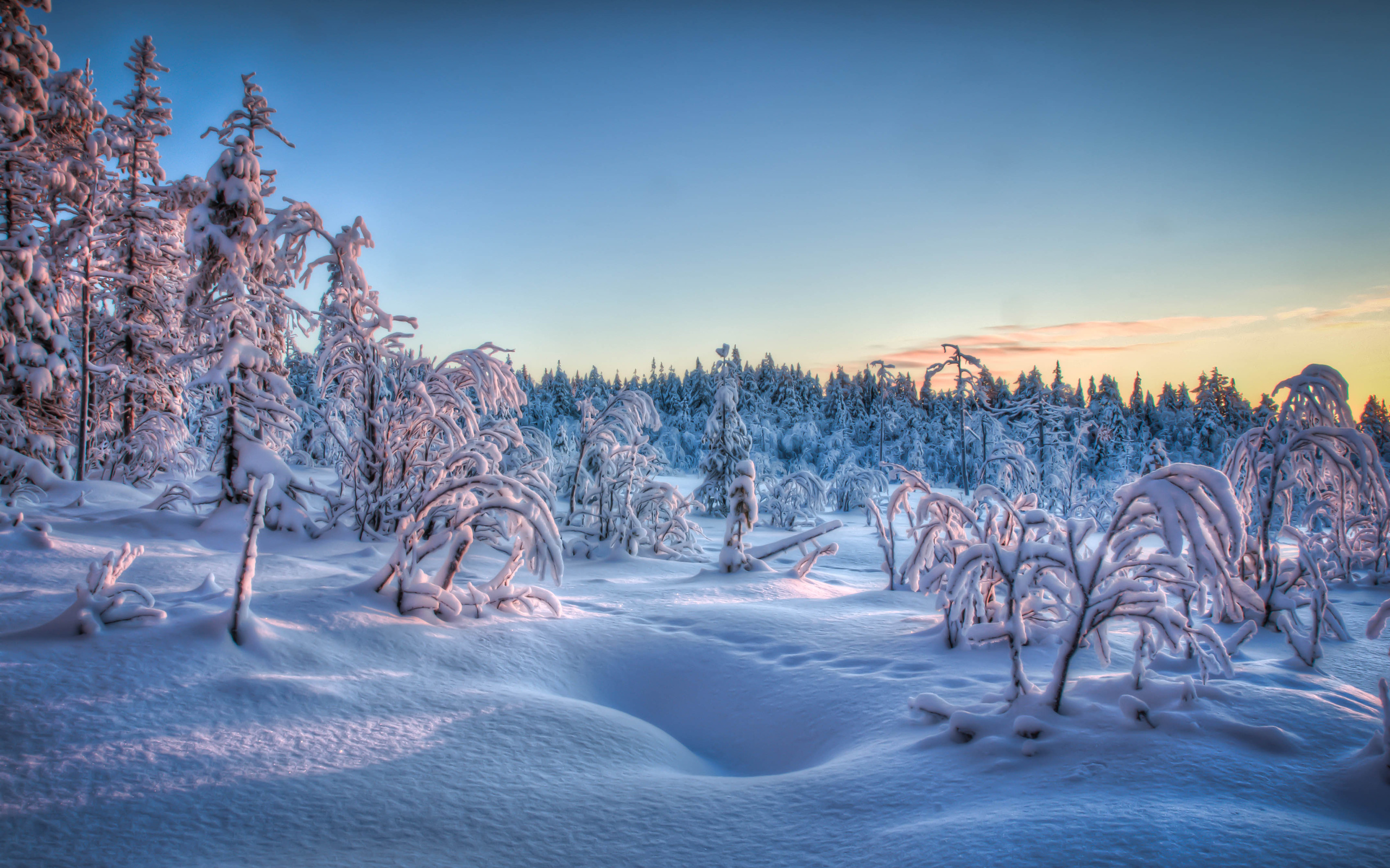 winter, Trees, Forest, Snow, Landscape Wallpaper