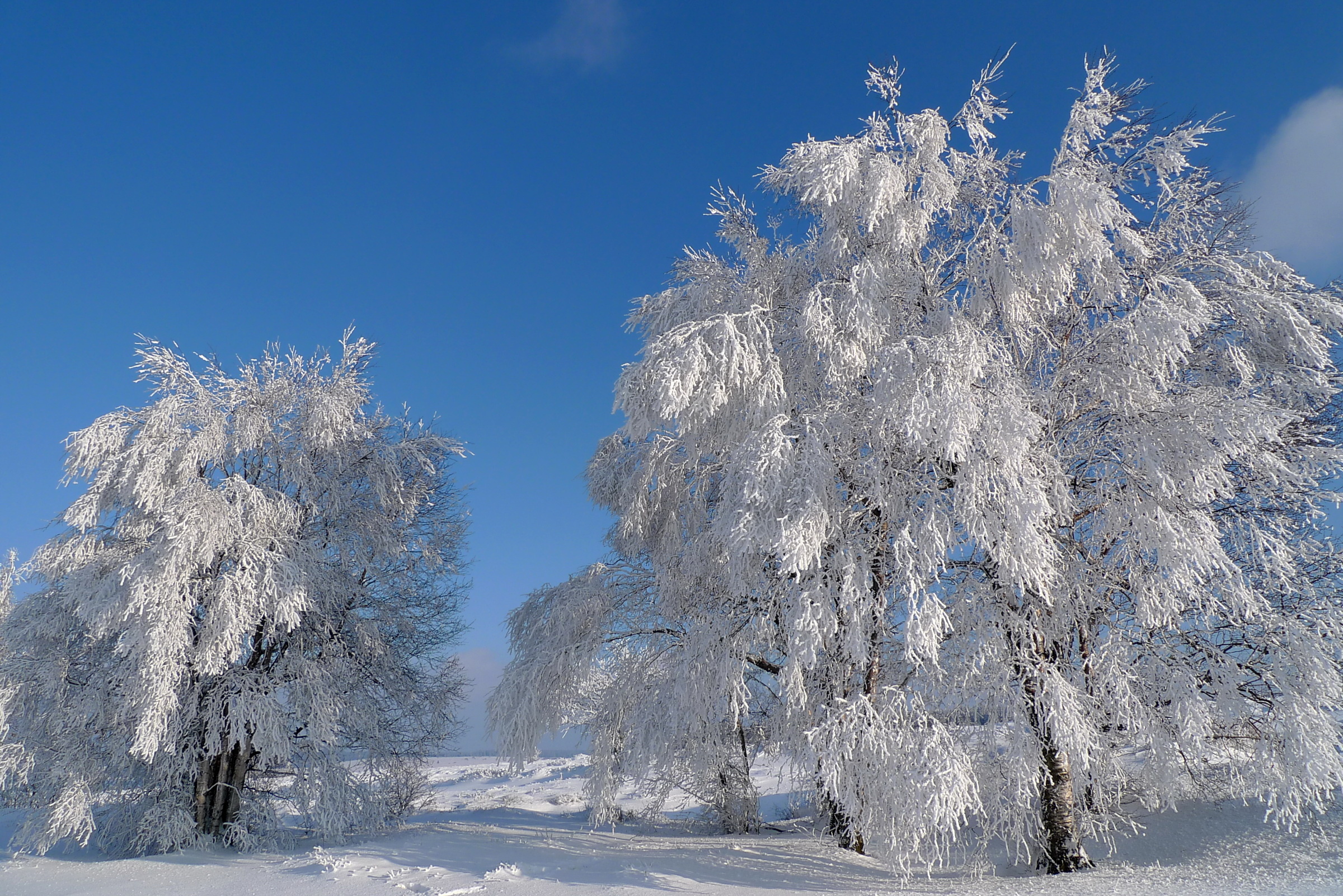 winter, Trees, Snow, Landscape Wallpaper