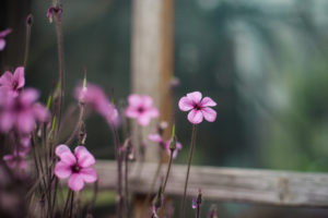 xalis, Pink, Flowers, Window, Close up, Blurred, Bokeh