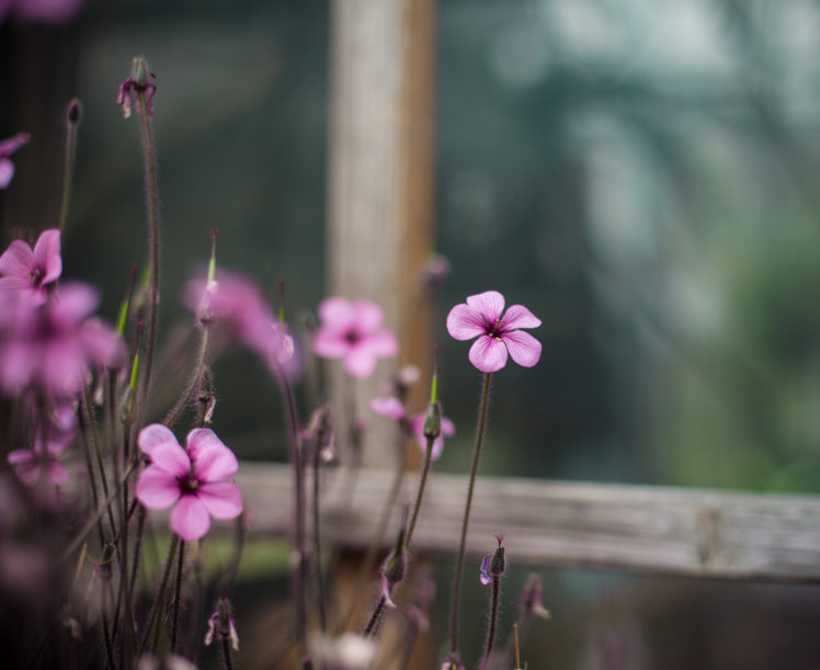 xalis, Pink, Flowers, Window, Close up, Blurred, Bokeh HD Wallpaper Desktop Background