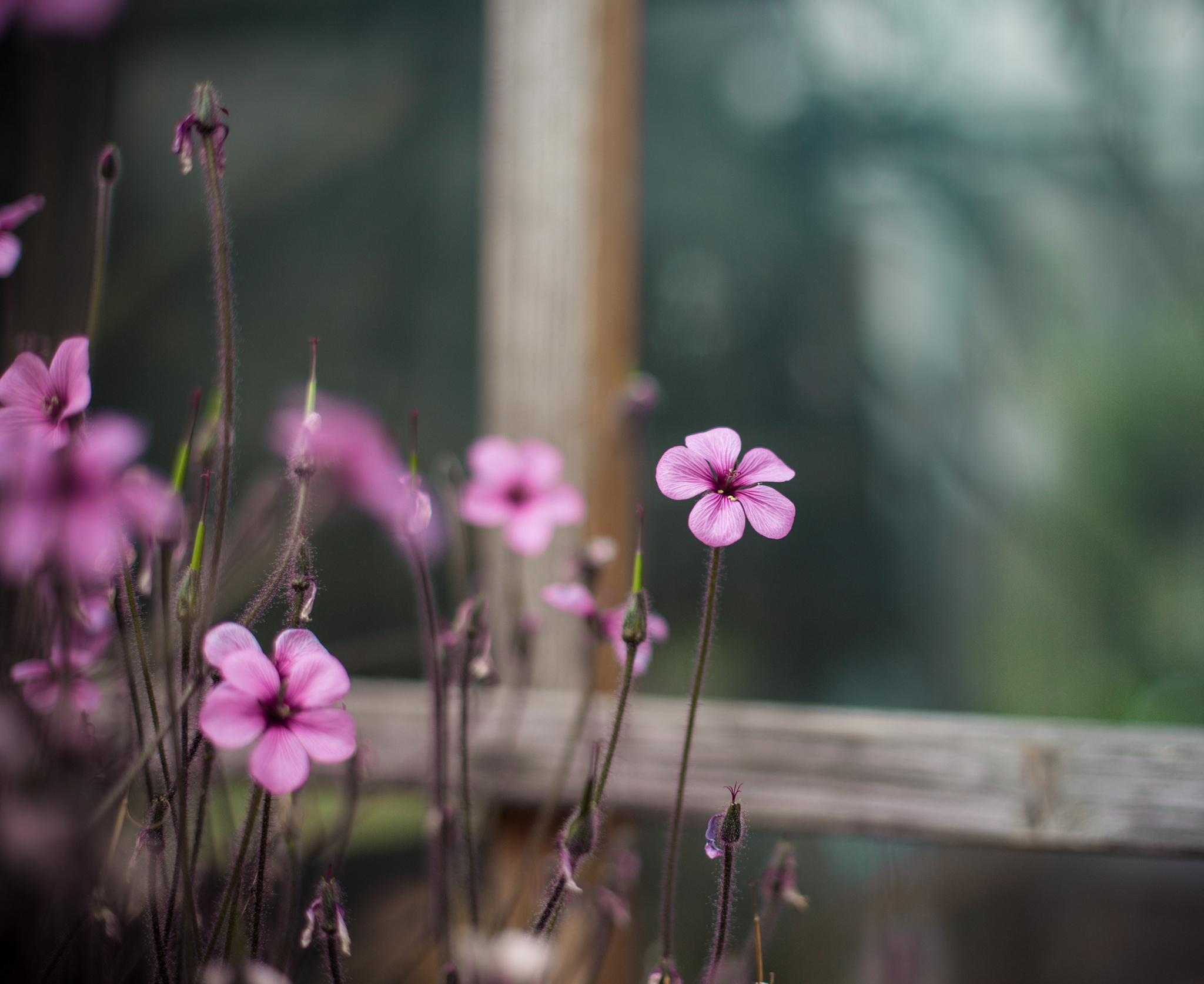 xalis, Pink, Flowers, Window, Close up, Blurred, Bokeh Wallpaper