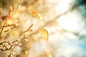 yellow, Leaves, Branch, Close, Up, Leaves, Bokeh, Autumn