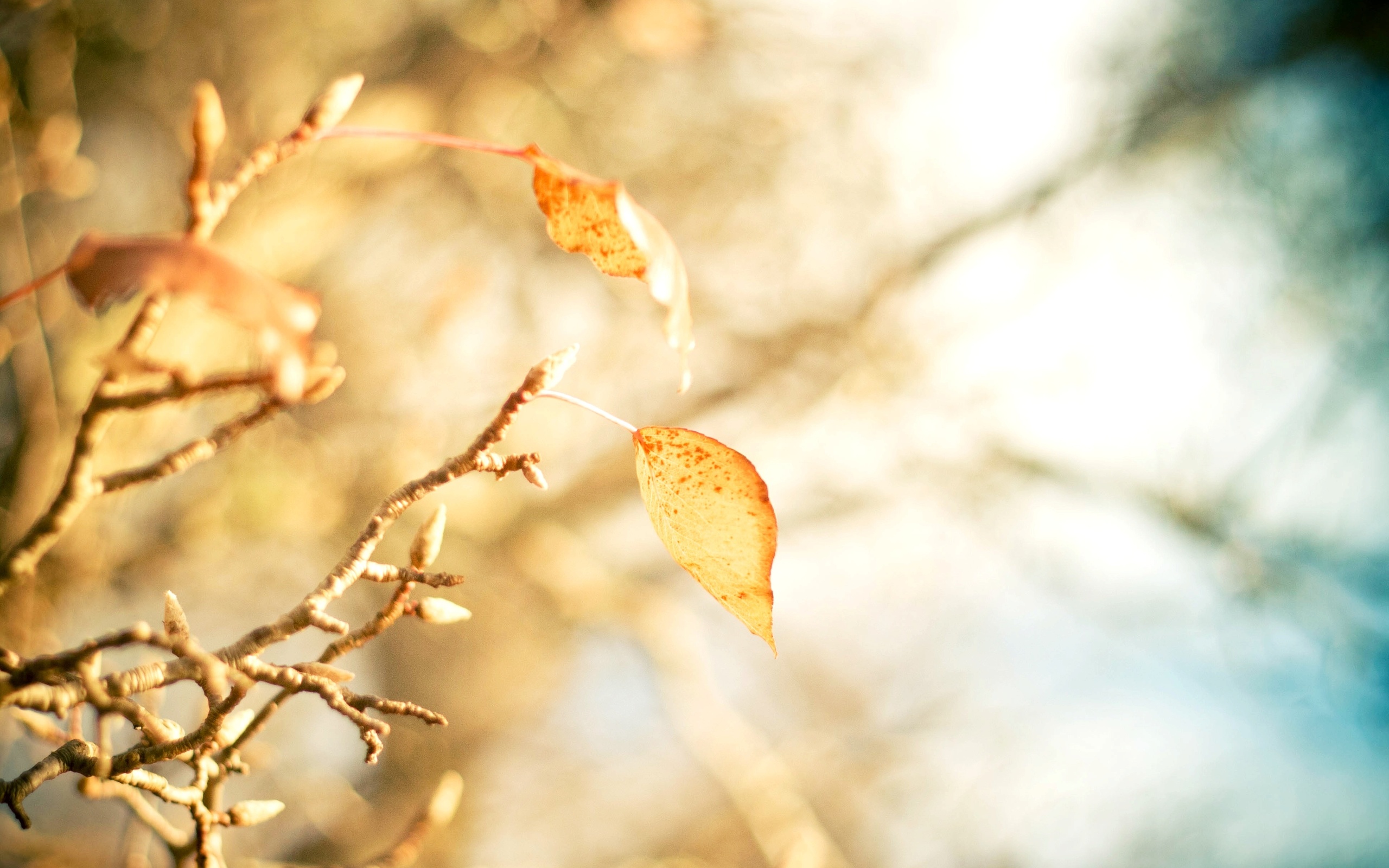 yellow, Leaves, Branch, Close, Up, Leaves, Bokeh, Autumn Wallpaper