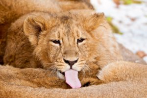 animals, Tongue, Lions