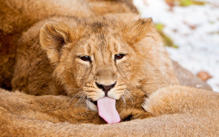 animals, Tongue, Lions HD Wallpaper Desktop Background