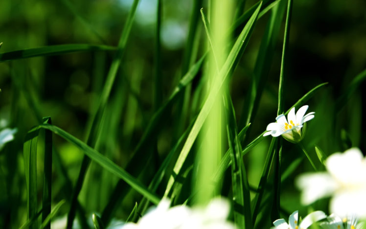 nature, Flowers, Grass, Summer,  season HD Wallpaper Desktop Background