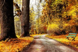 autumn, Park, Nature, Trees, Bushes, Leaves, Yellow, Road, Bench