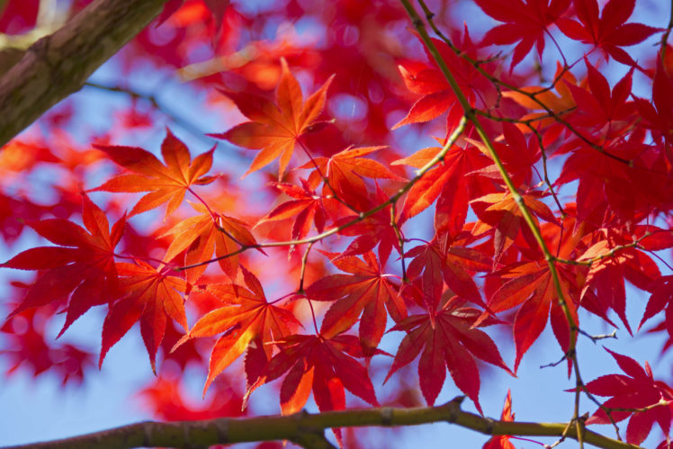 leaves, Macro, Branch, Autumn HD Wallpaper Desktop Background