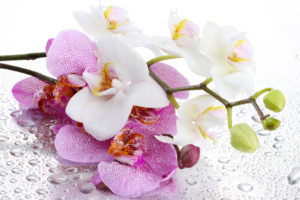 orchid, Petals, Pink, Flower