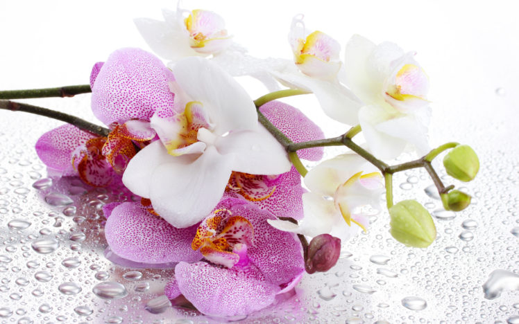 orchid, Petals, Pink, Flower HD Wallpaper Desktop Background