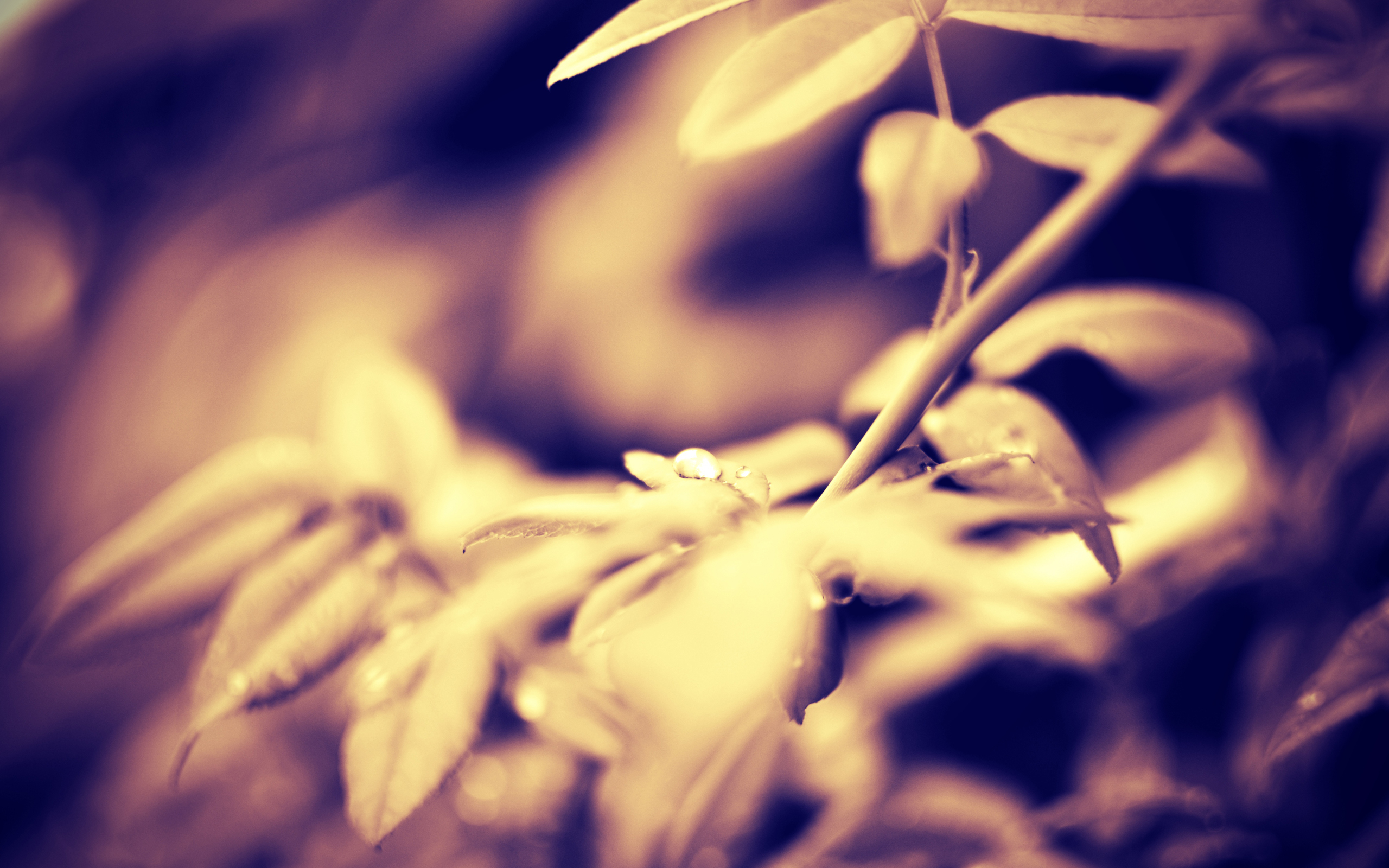 nature, Sepia, Macro, Depth, Of, Field Wallpaper