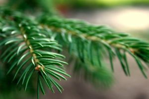 nature, Trees, Macro, Spruce, Branches