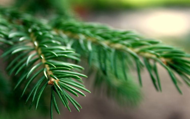 nature, Trees, Macro, Spruce, Branches HD Wallpaper Desktop Background