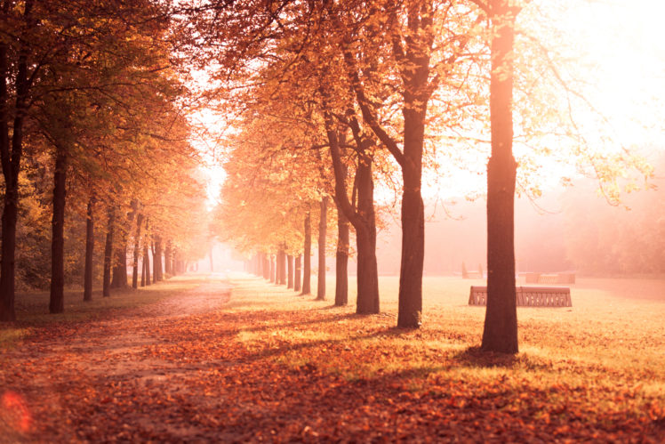 autumn, Park, Trees, Alley, Road, Leaves, Yellow, Nature HD Wallpaper Desktop Background