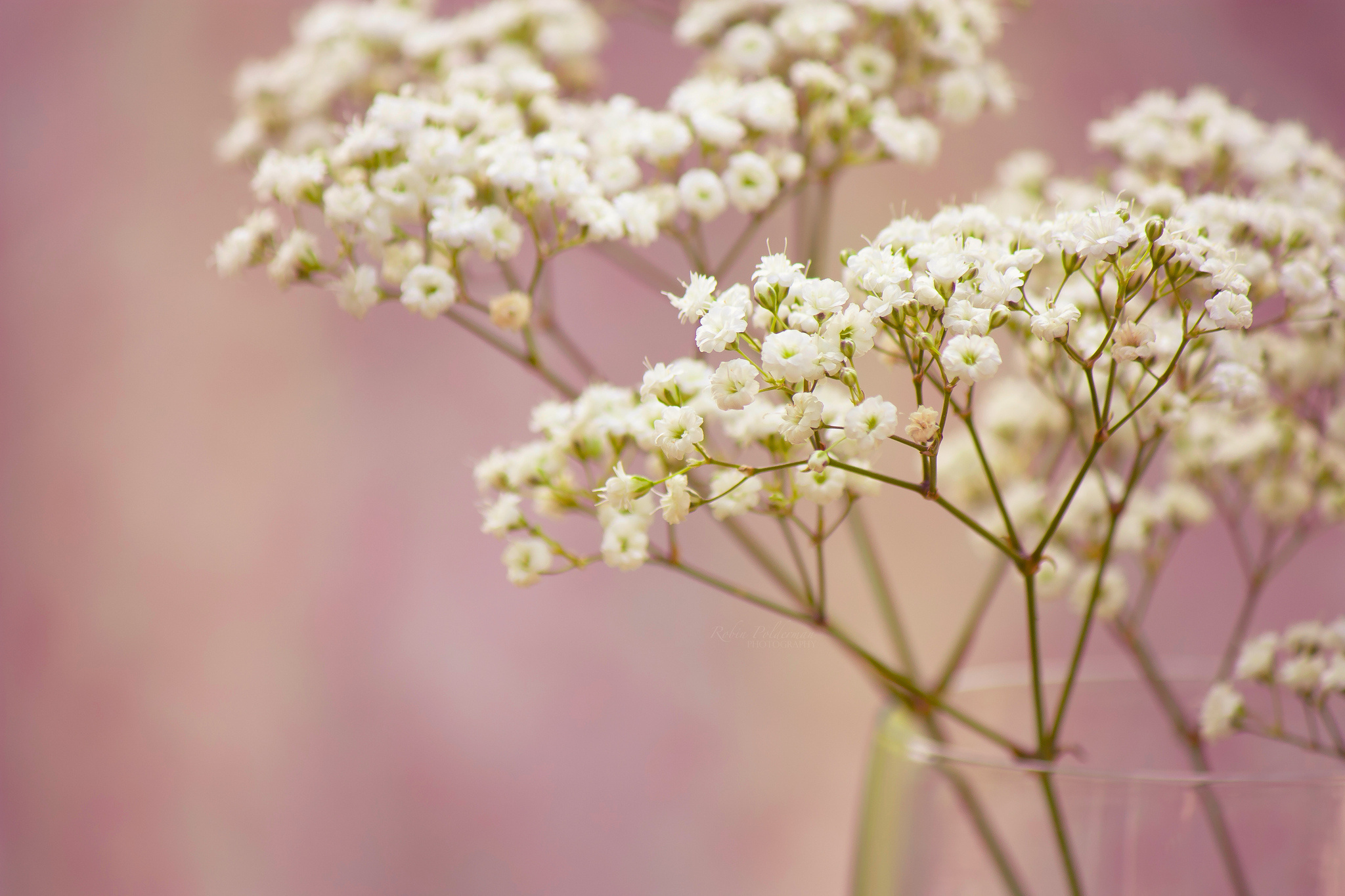 branch, Babyand039s, Breath, Flowers, White, Small Wallpaper