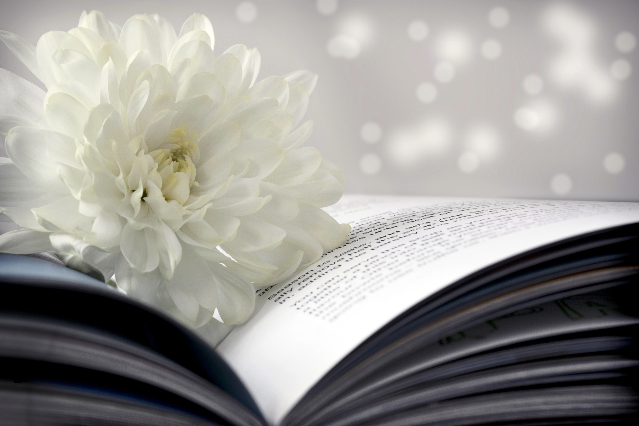 flower, Chrysanthemum, White, Book, Page, Bokeh Wallpaper