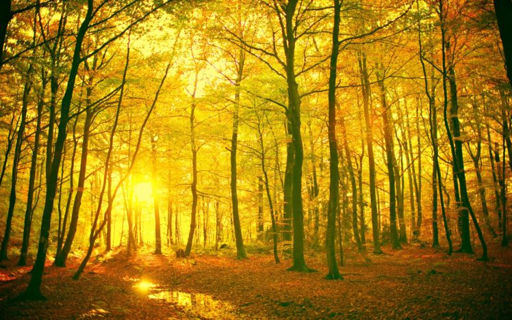 landscape, Tree, Nature, Autumn HD Wallpaper Desktop Background
