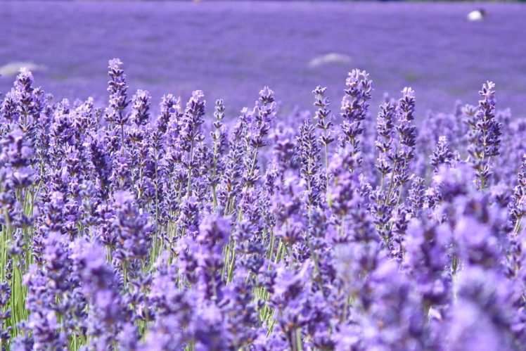 lavandula, Many, Closeup, Violet, Flowers HD Wallpaper Desktop Background