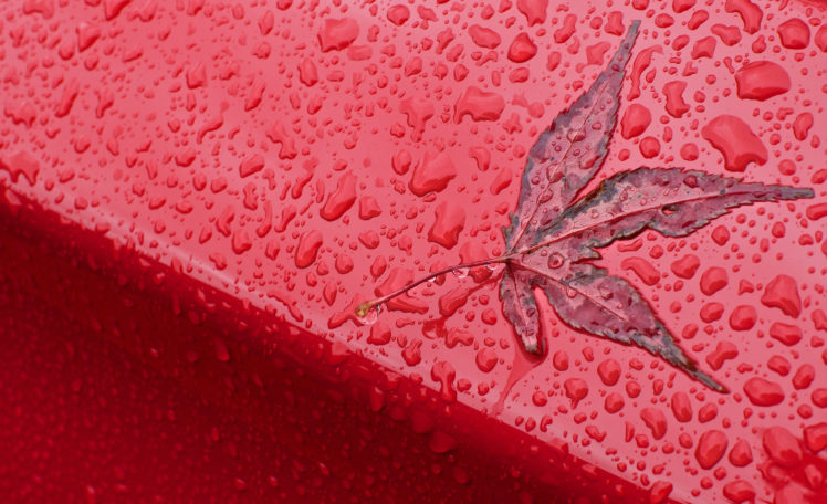 leaf, Drops, Fall, Macro HD Wallpaper Desktop Background